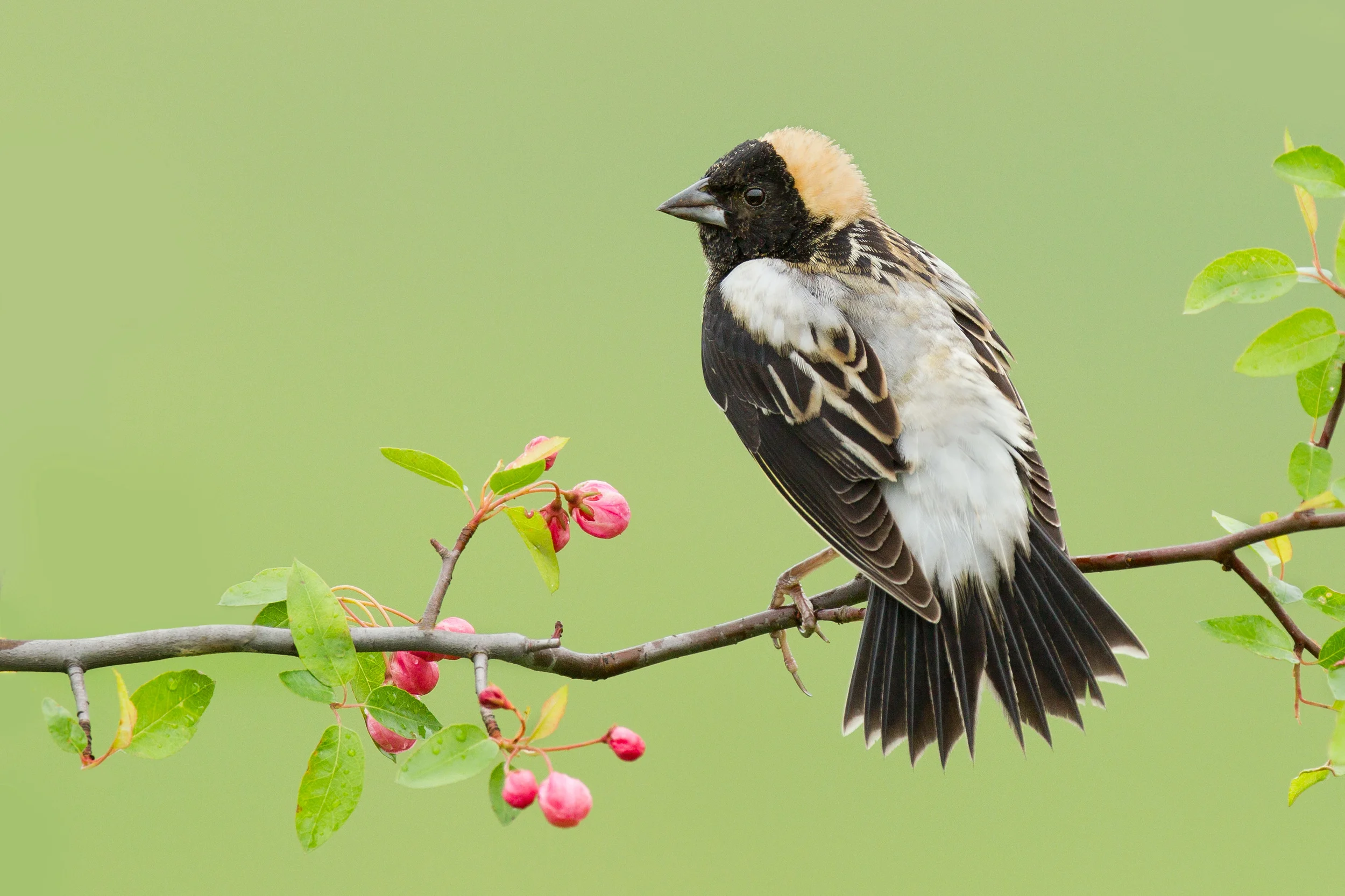 © Matthew Studebaker