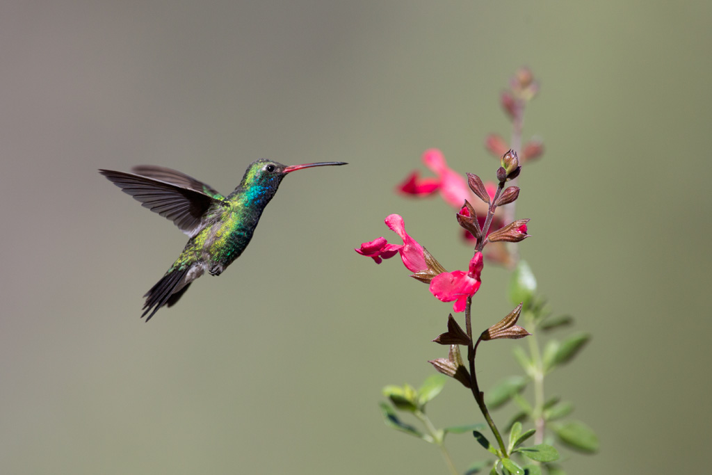 broad-billed_hummingbird_C61A6302w10.jpg