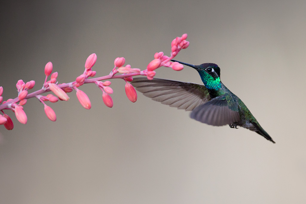 magnificent_hummingbird_AG3P4002w10.jpg