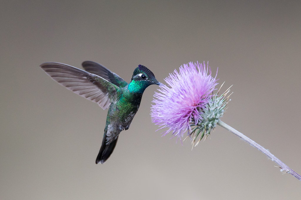 magnificent_hummingbird_AG3P4010w10.jpg