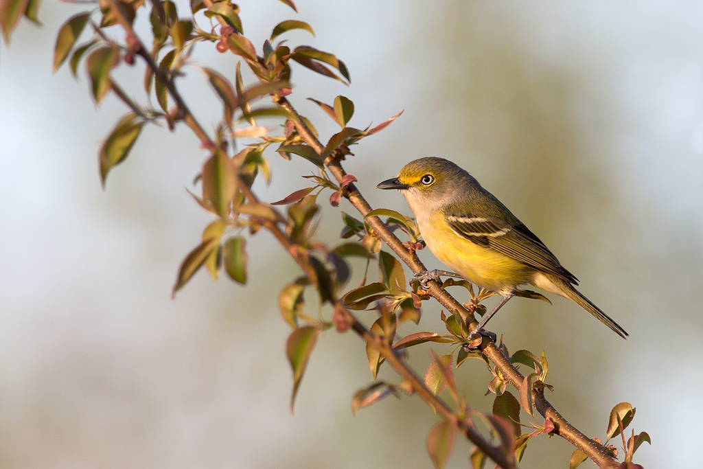 white-eyed_vireo_AG3P0006w10.jpg