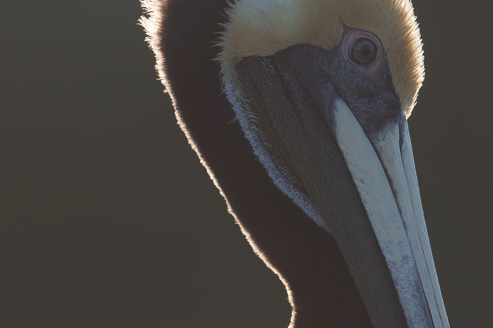brown_pelican_AG3P2410b.jpg