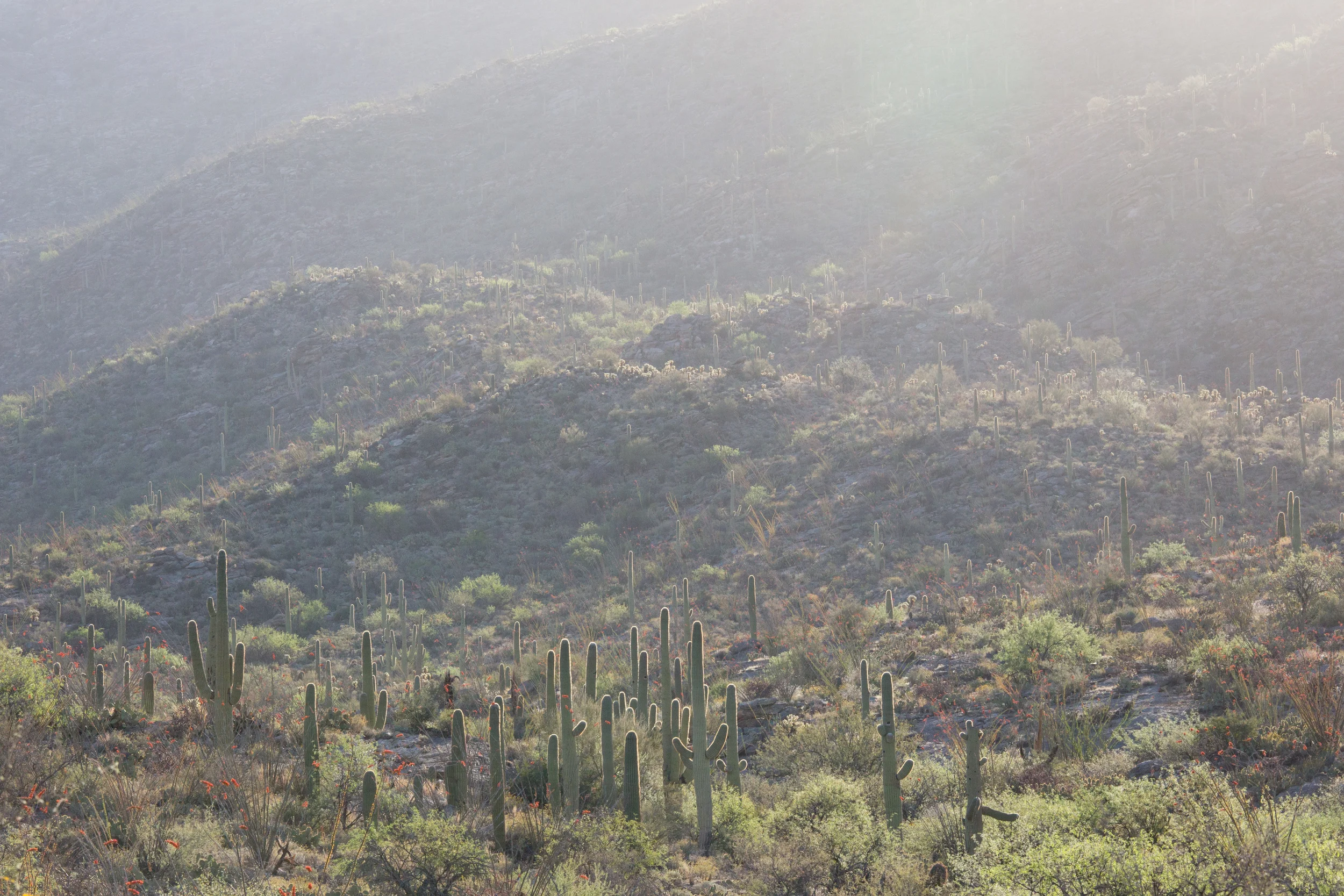 saguero_national_park_C61A5894-2.jpg