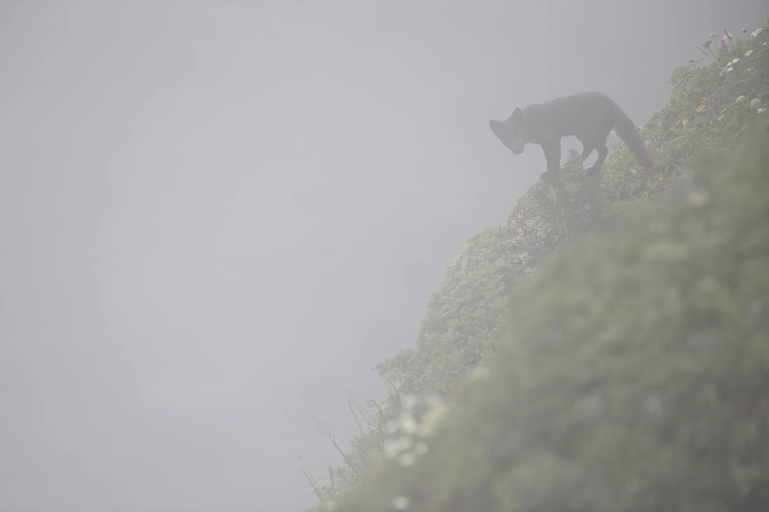 arctic_fox_AG3P3873b.jpg