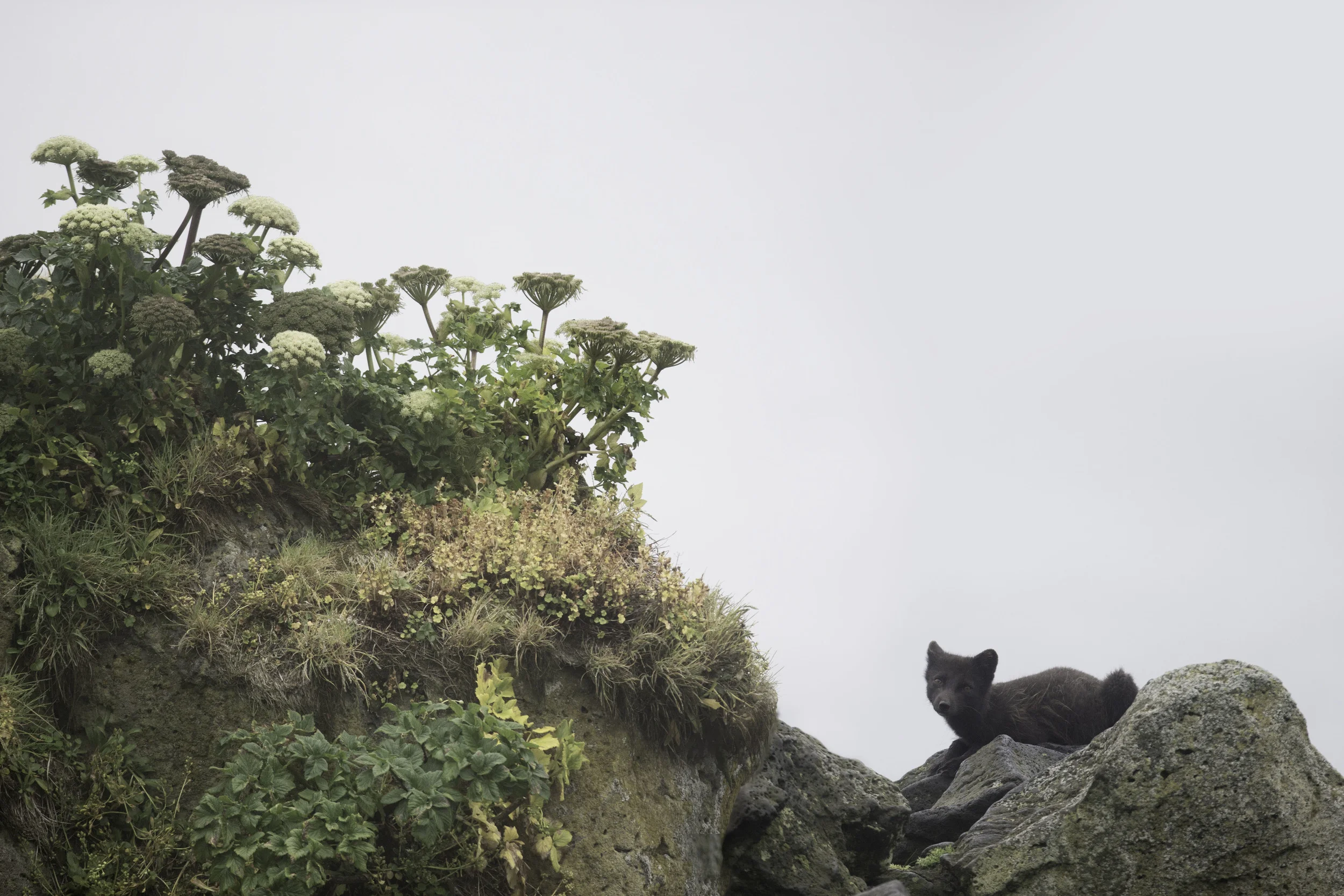 arctic_fox_AG3P0826b.jpg