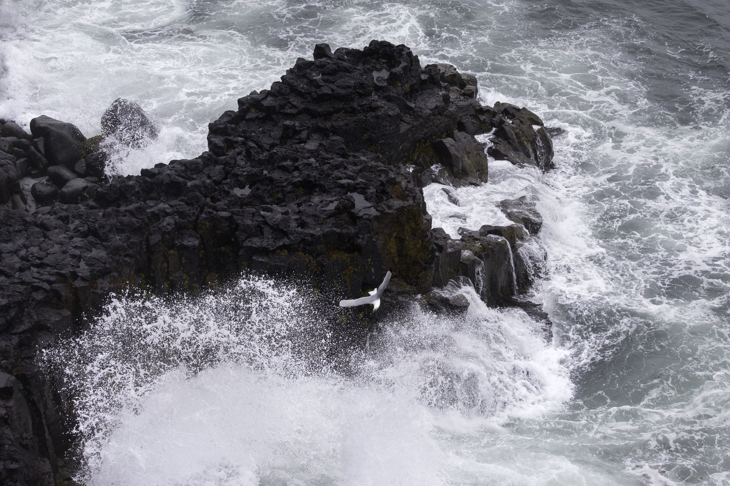 black-legged_kittiwake_AG3P9695b.jpg