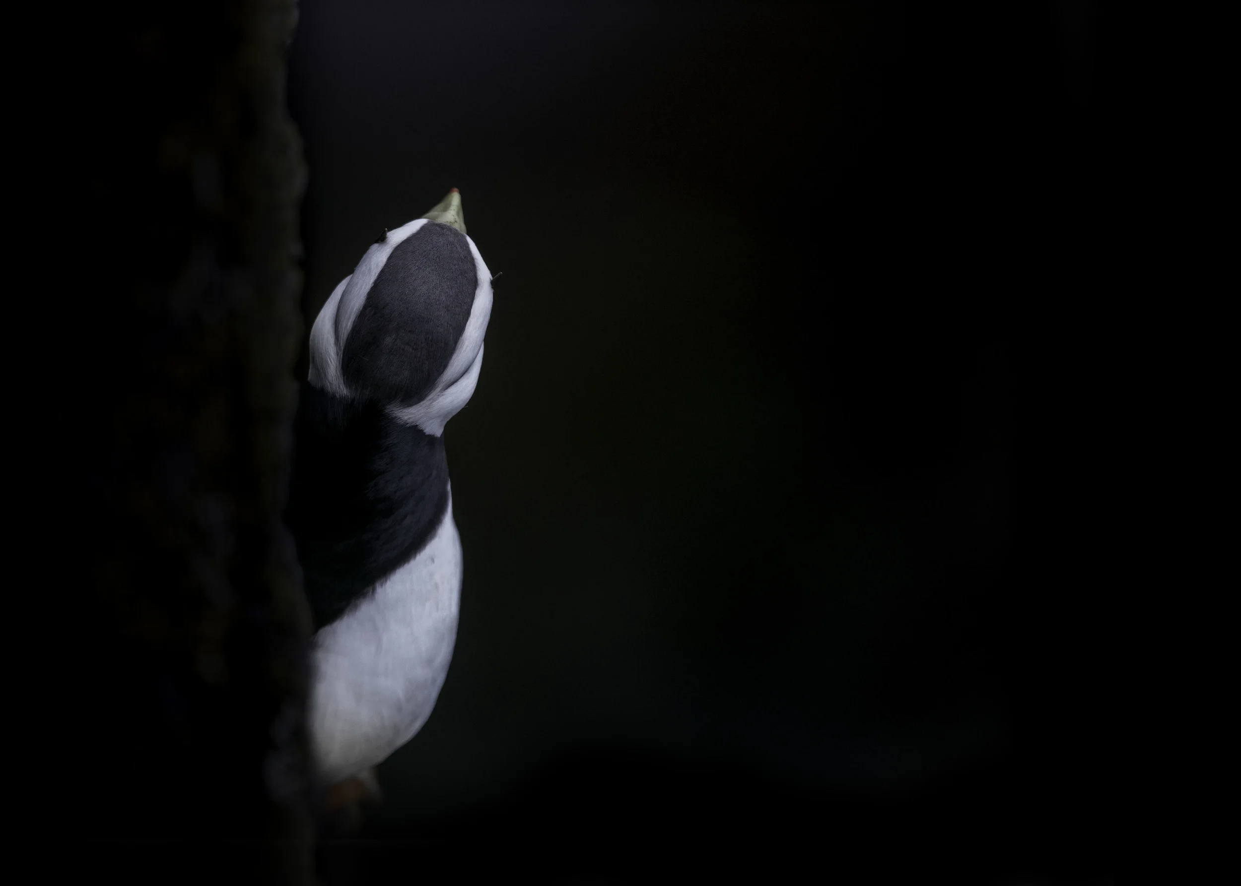 horned_puffin_AG3P1936b.jpg