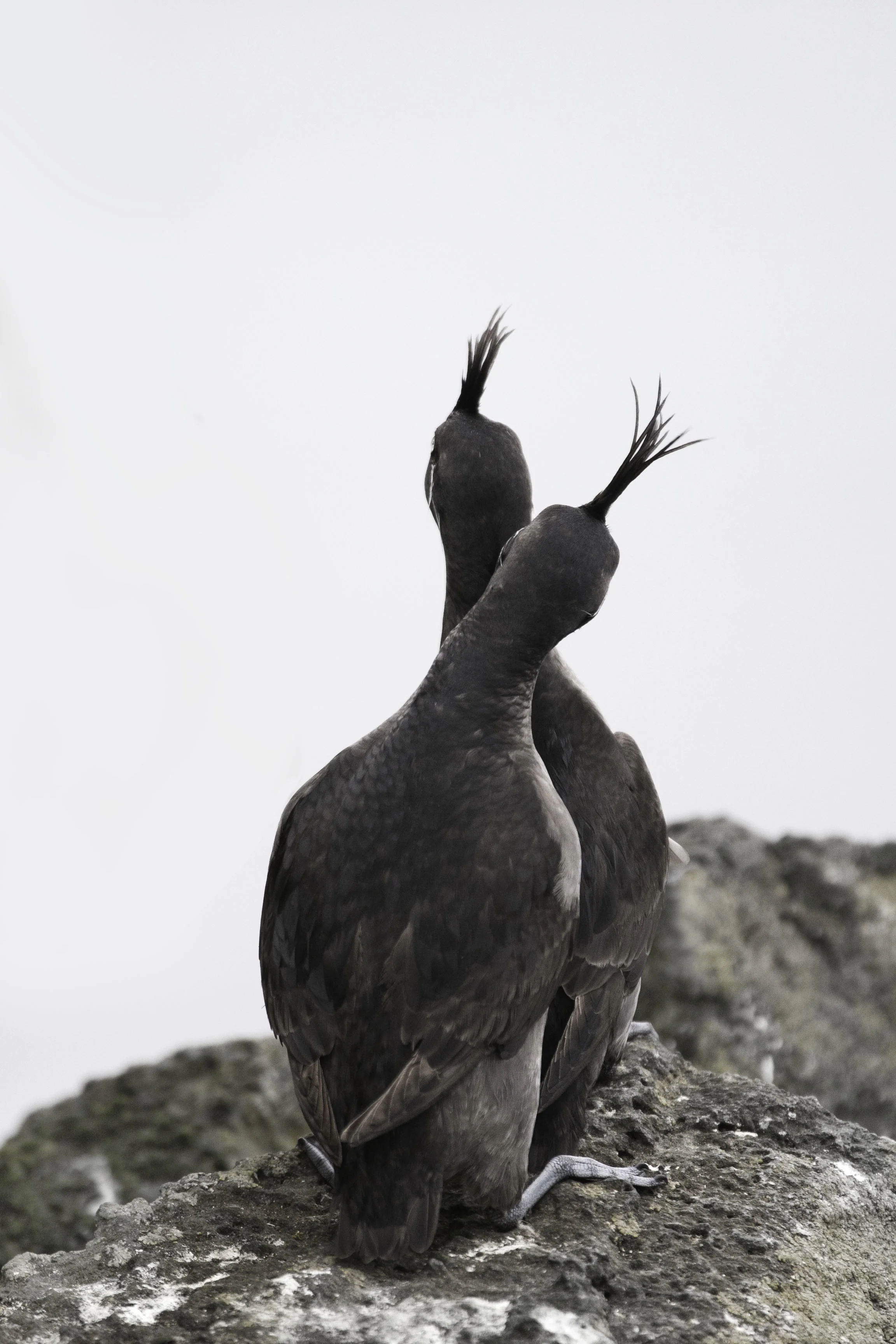 crested_auklets_AG3P1966.jpg