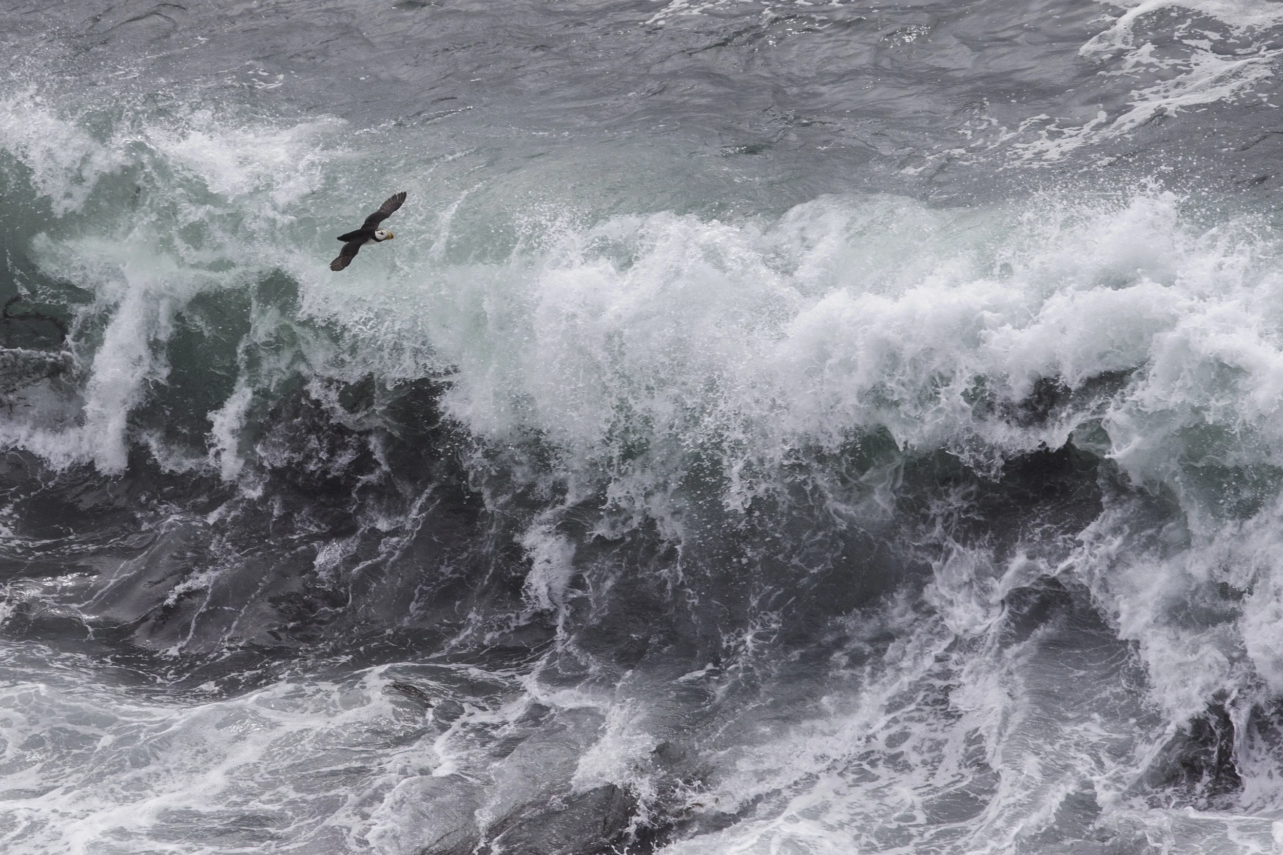 horned_puffin_AG3P3364b.jpg
