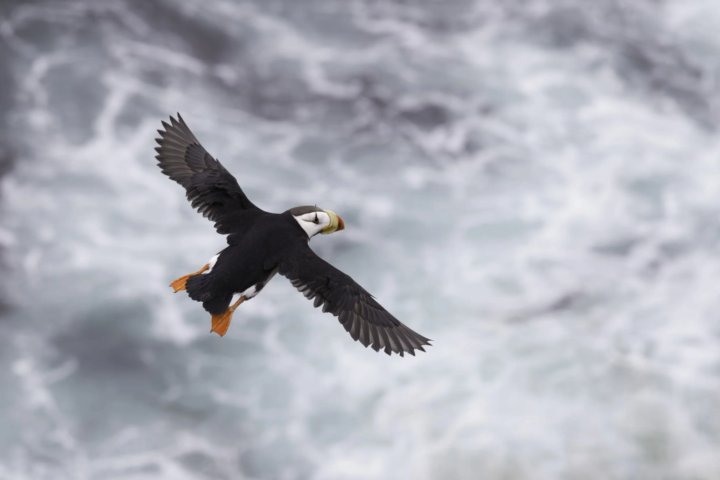 horned_puffin_AG3P3690b.jpg