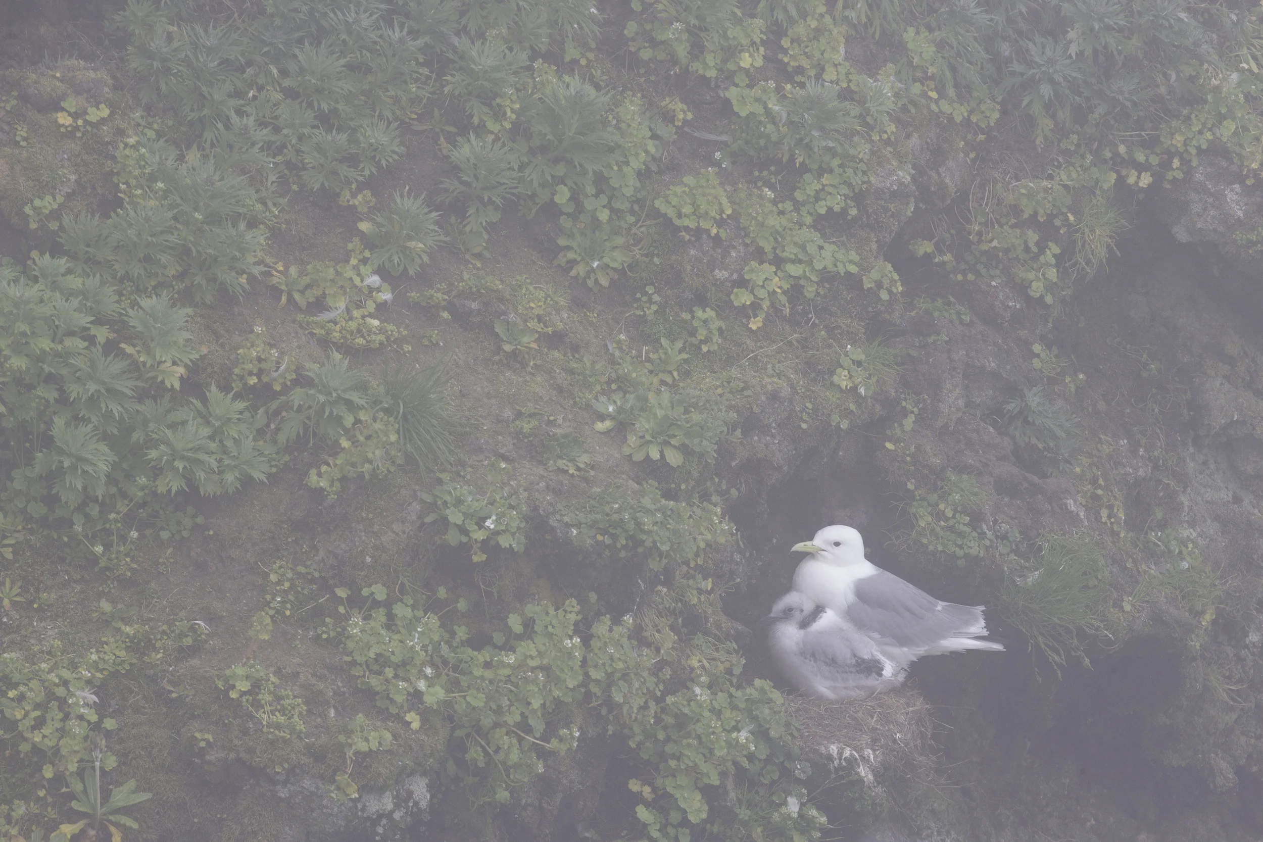kittiwake_AG3P3820b.jpg