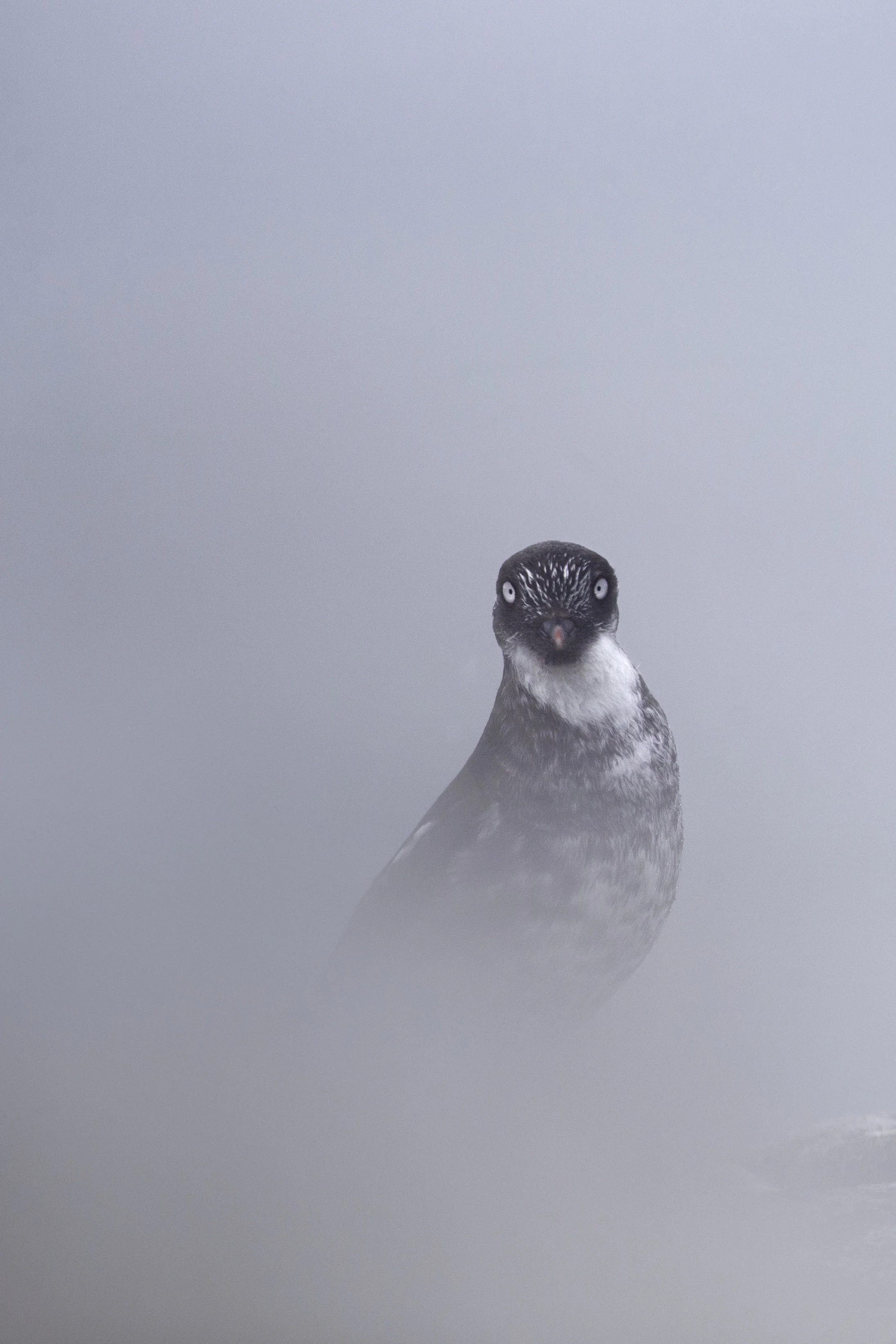 least_auklet_AG3P3287b.jpg