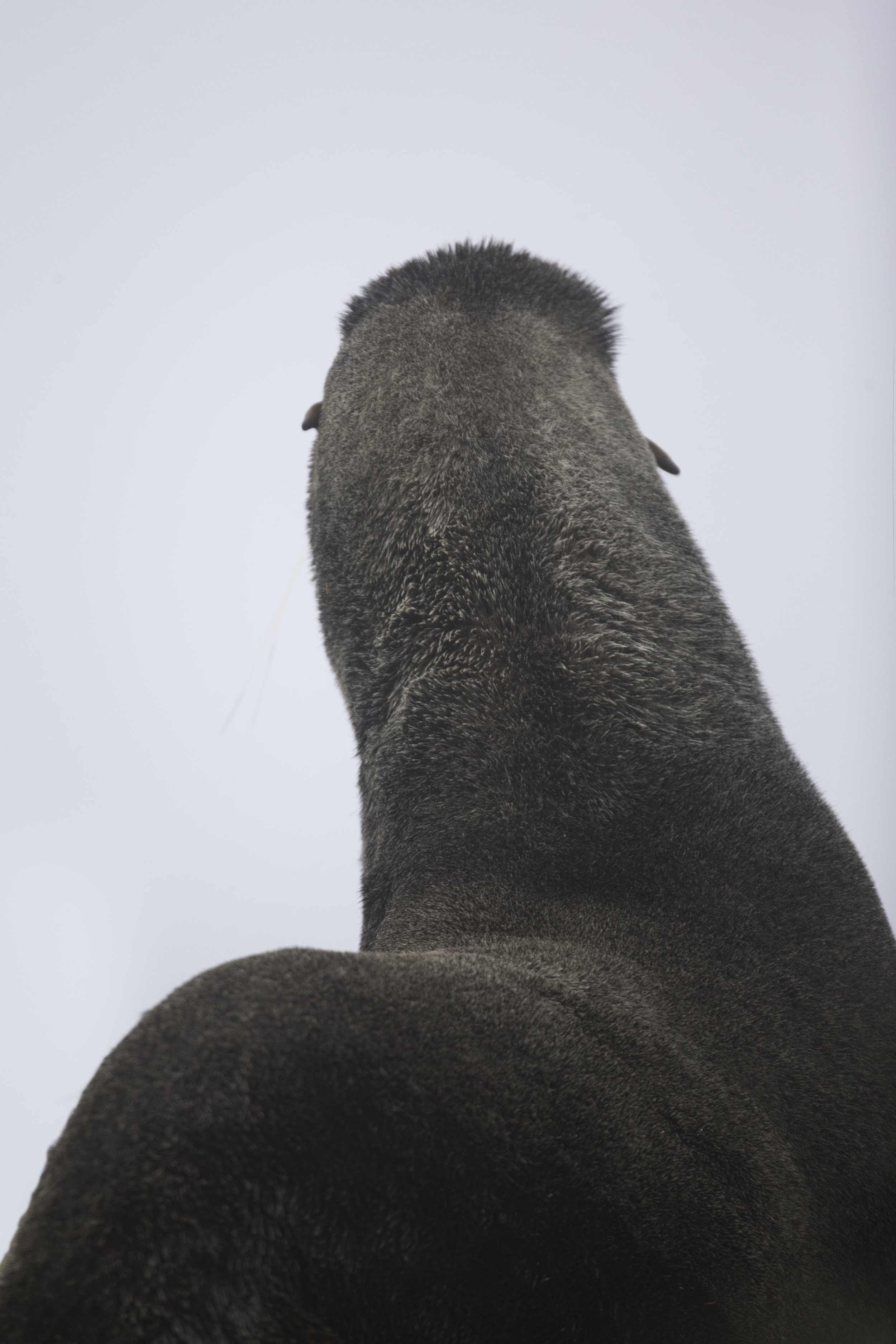 northern_fur_seal_AG3P0828b.jpg