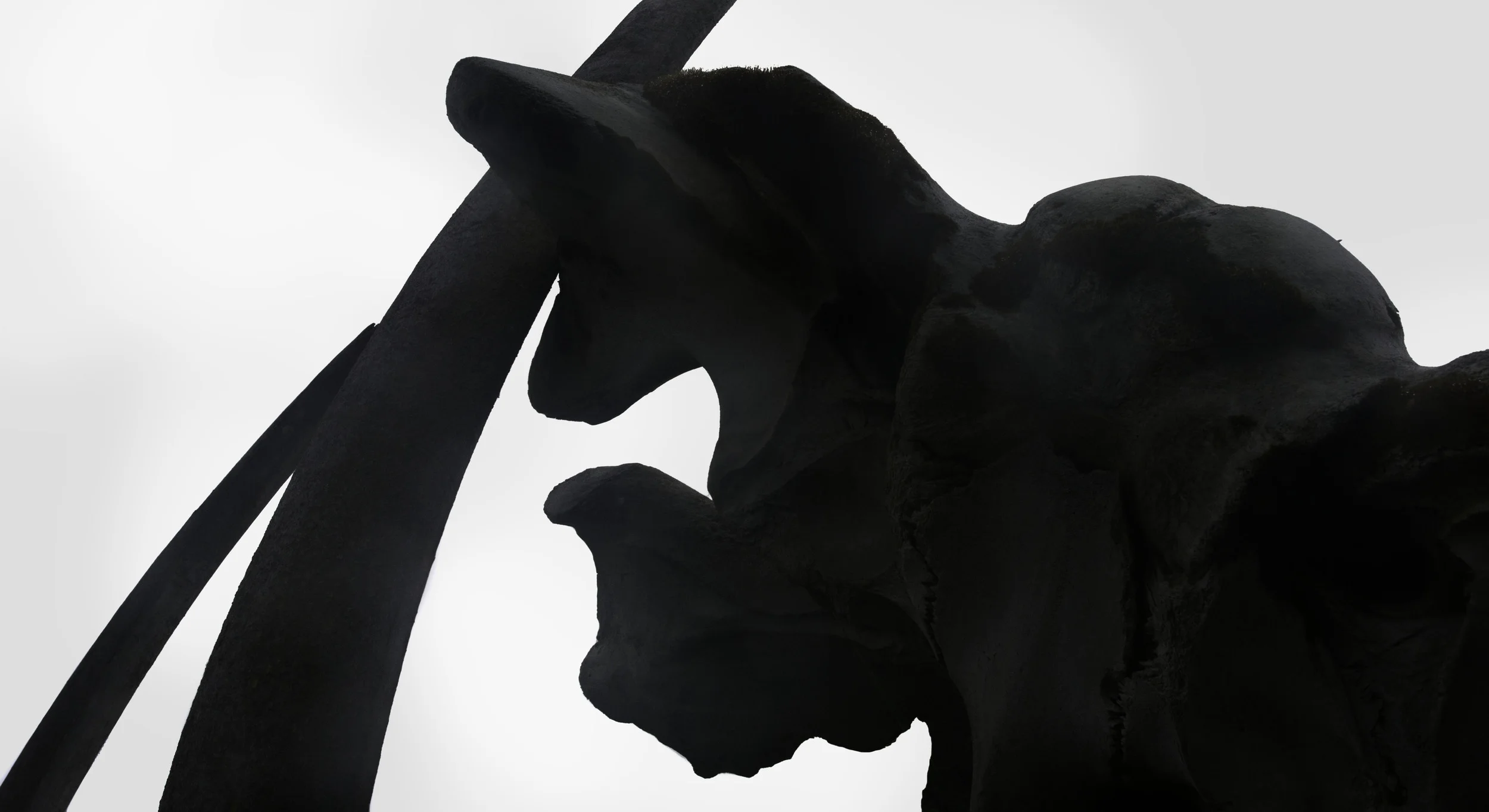 whale_bones_AG3P2916c.jpg