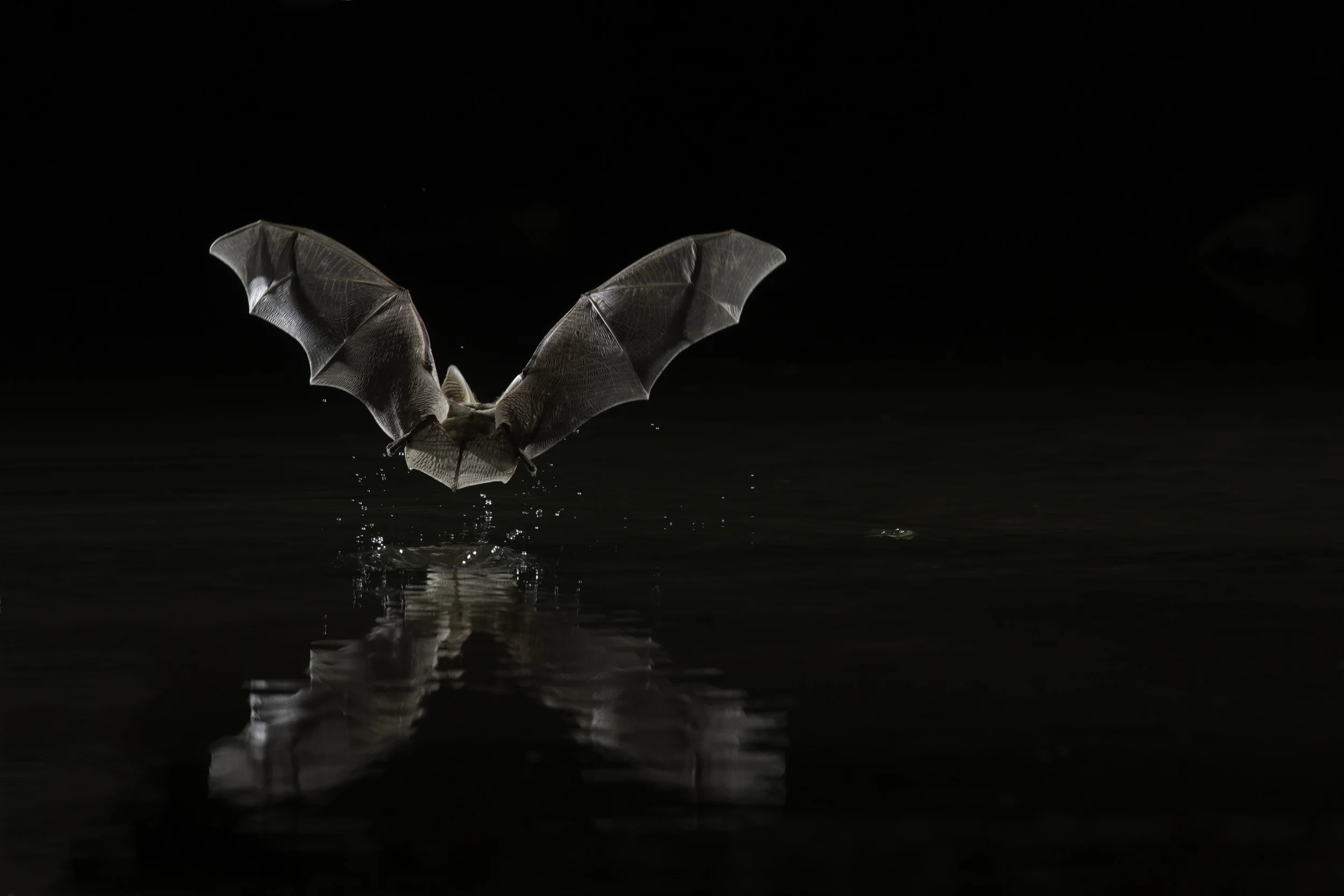 palid_bat_AG3P2883b.jpg