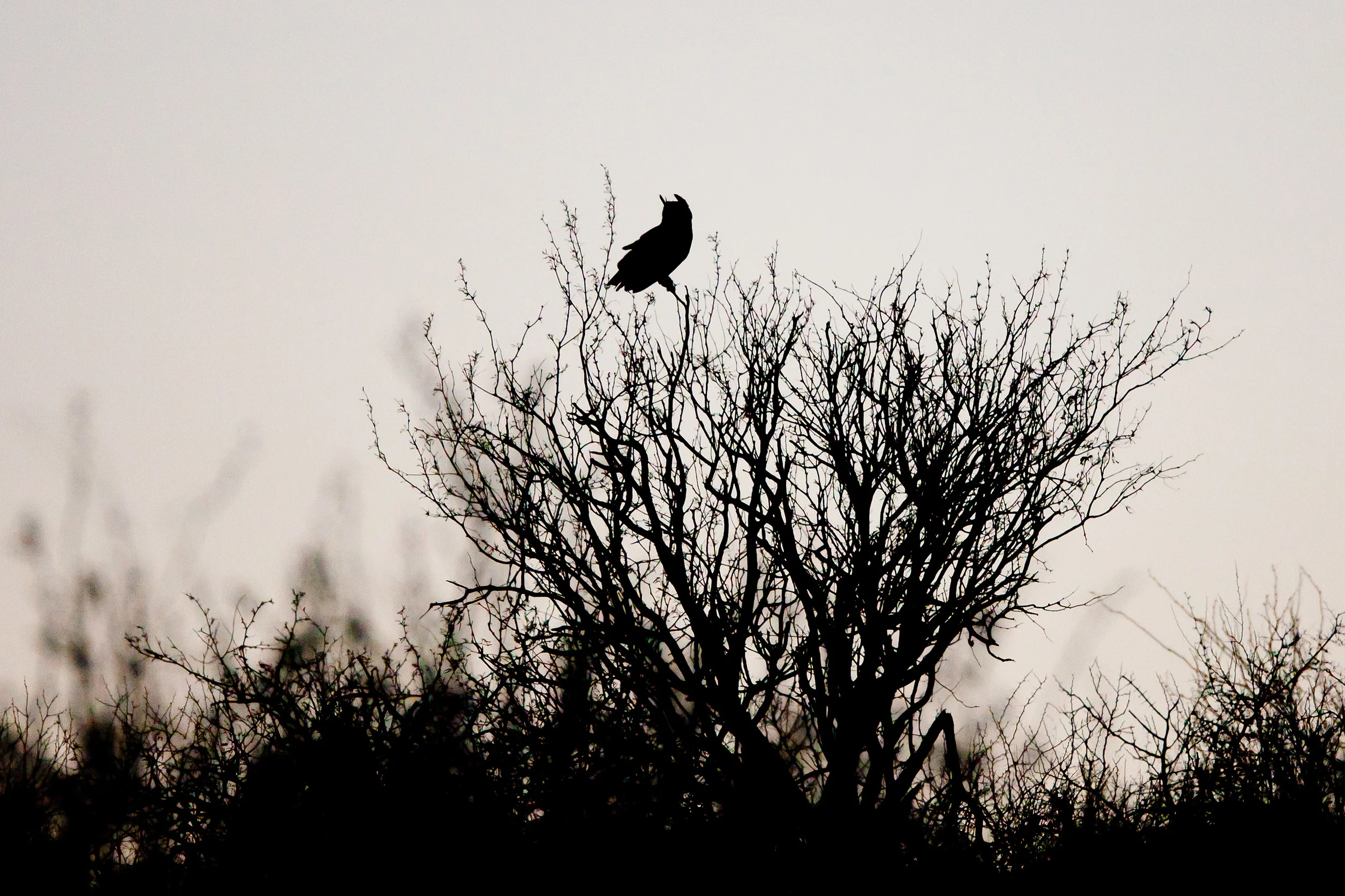 great-horned_owl_8281b.jpg