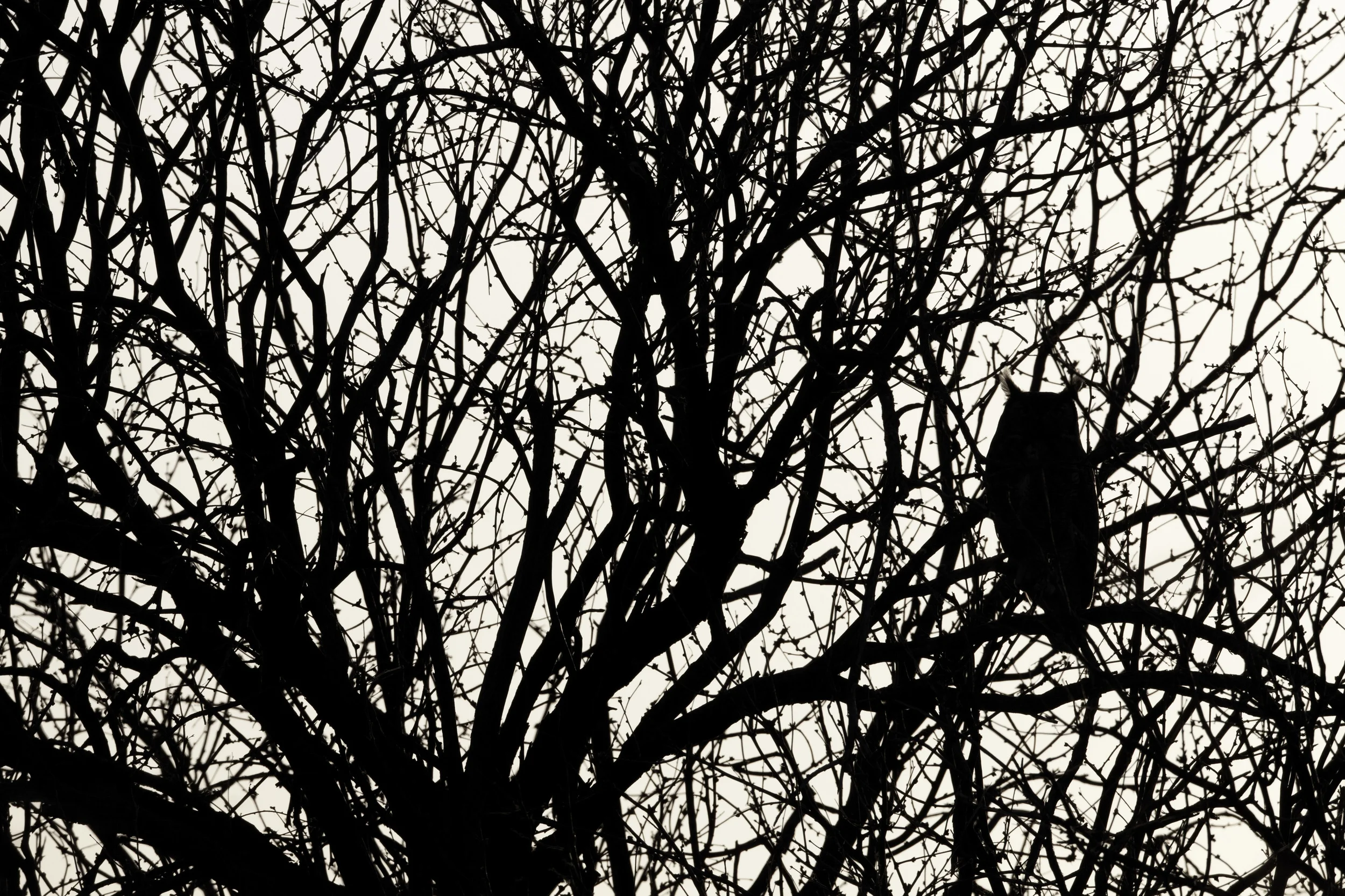 great-horned_owl_7460b.jpg