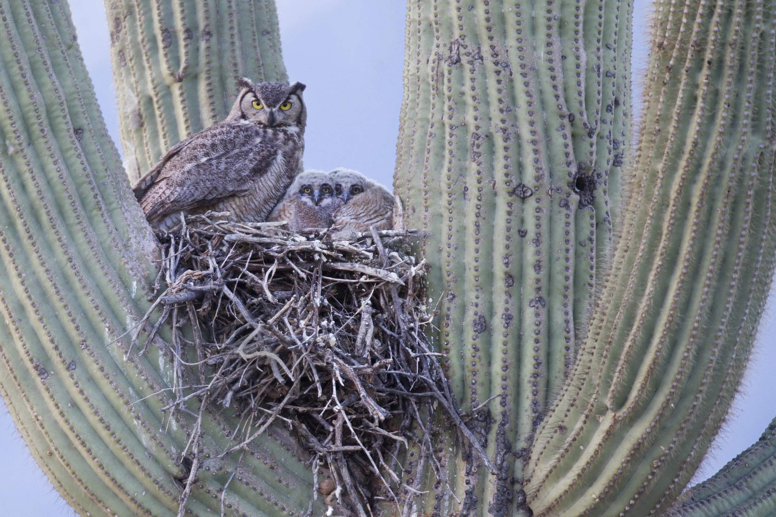 great-horned_owl_00423476b.jpg