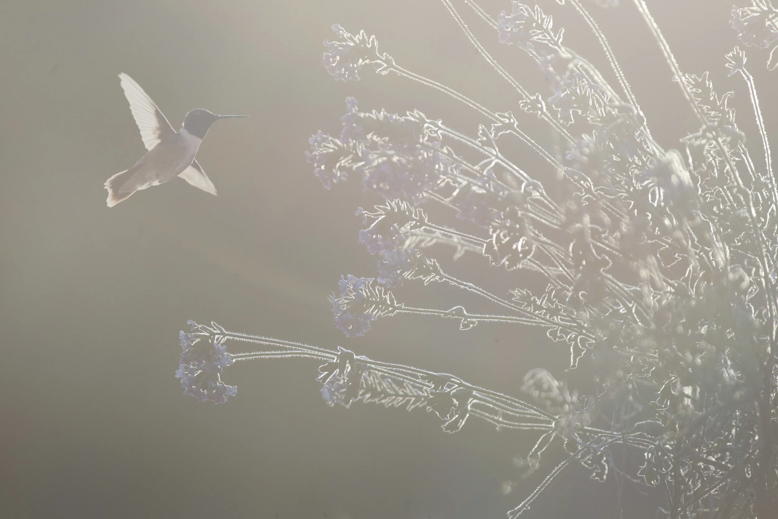 black-chinned_hummingd_t.jpg