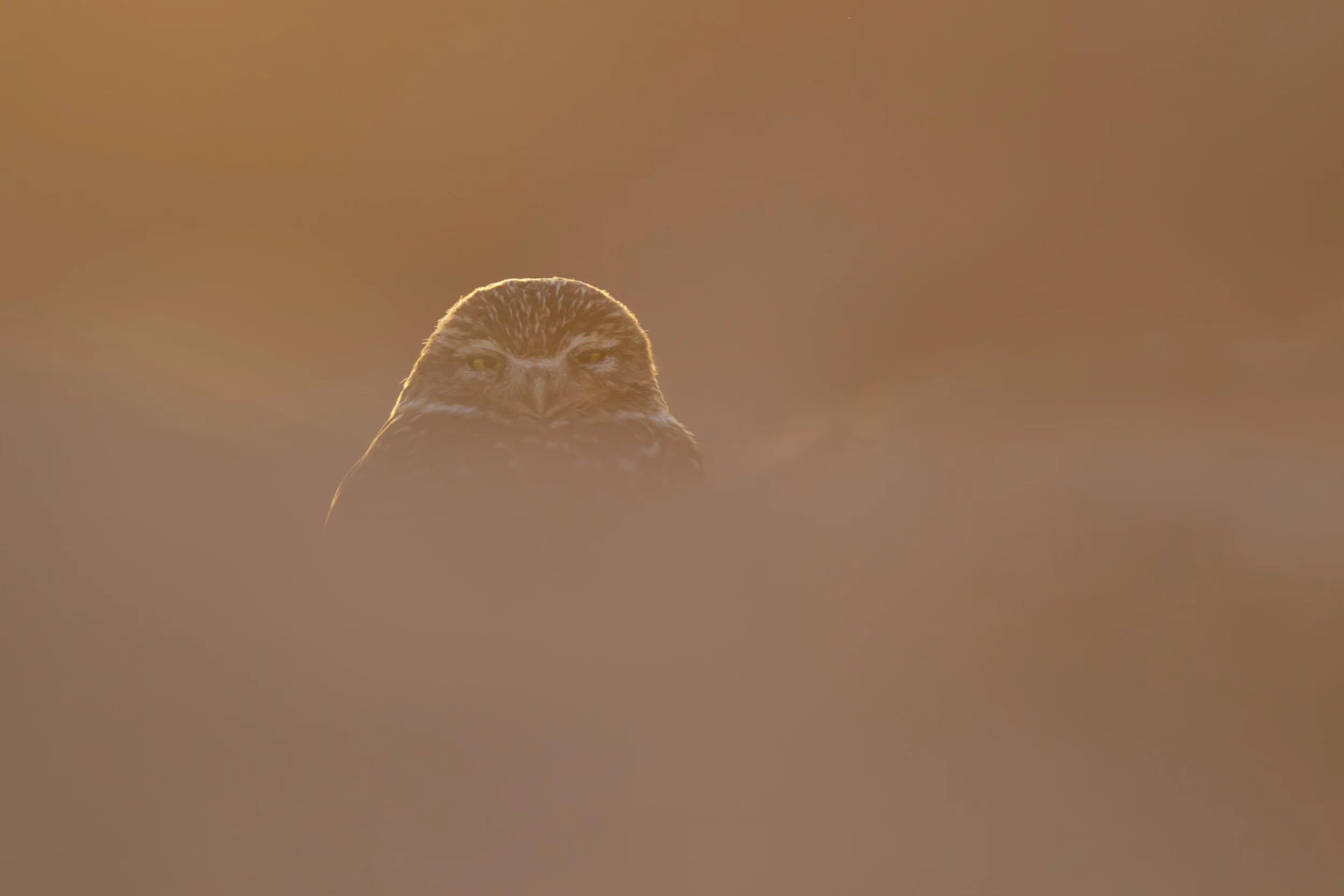 burrowing_owl_00420645-2b.jpg