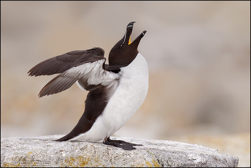 Maine's puffins on upward swing - The Wildlife Society