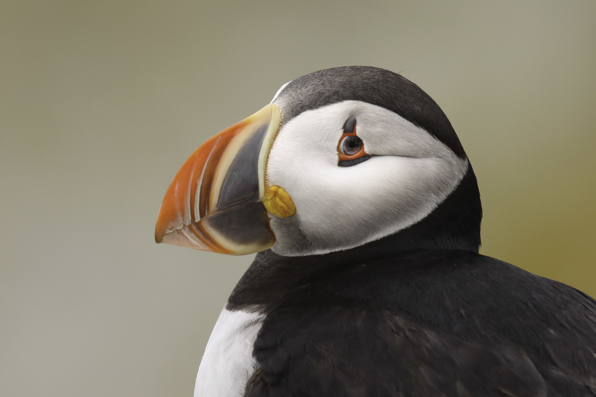 Maine's puffins on upward swing - The Wildlife Society