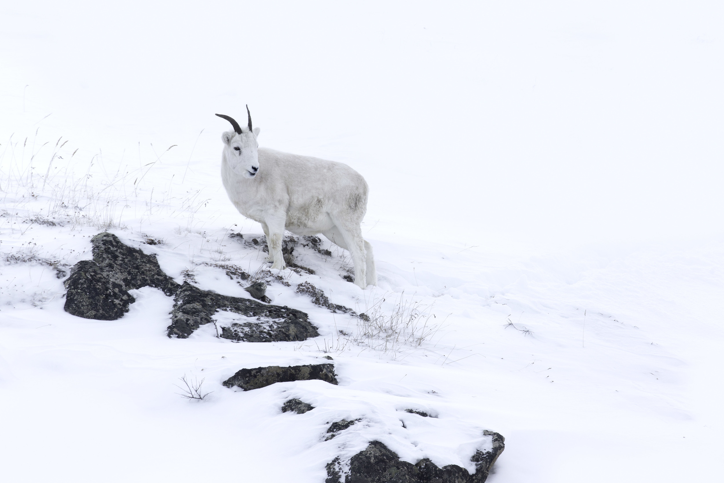 dall_sheep_AG3P8810b.jpg