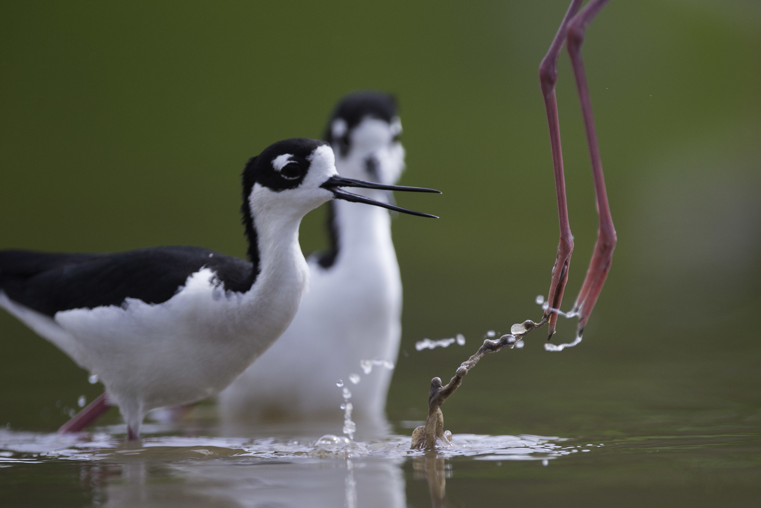 black-necked_stilt_AG3P5817b.jpg