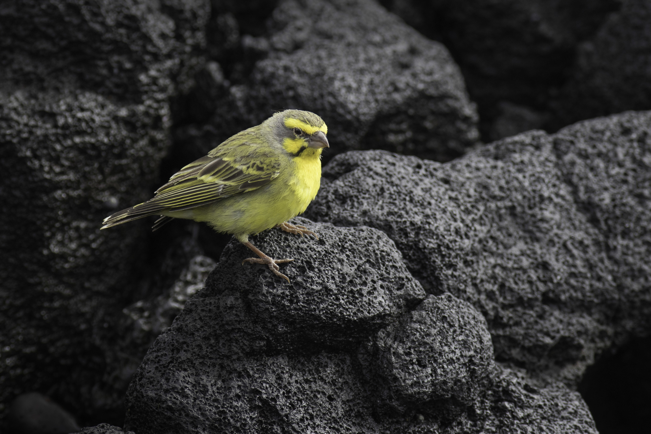 Yellow-fronted_Canary_C76A6260.jpg