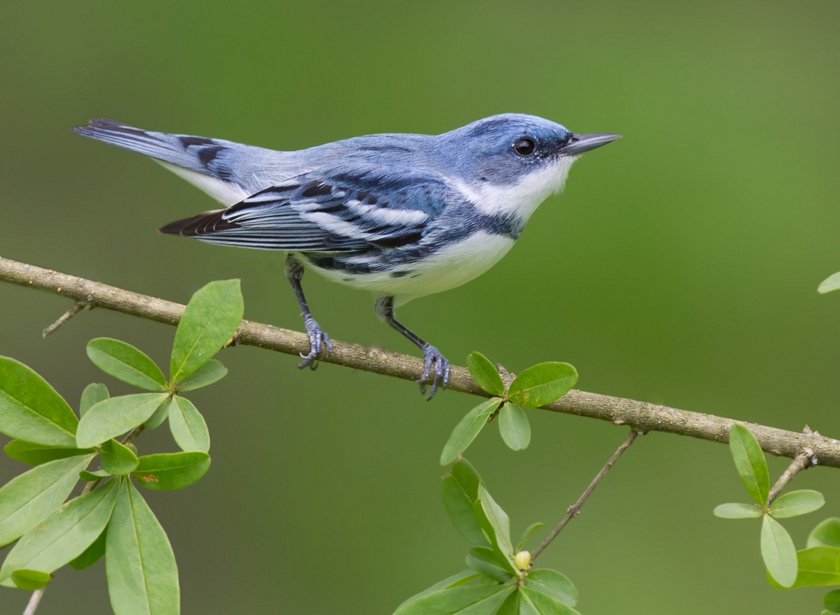 Balance for Northern Ohio Songbirds