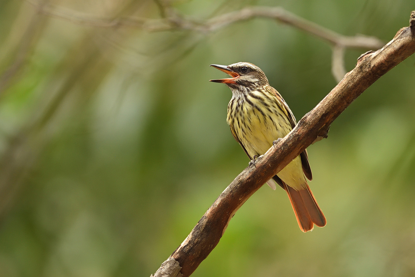 Copy of Sulpher-bellied Flycatcher © John Crawley