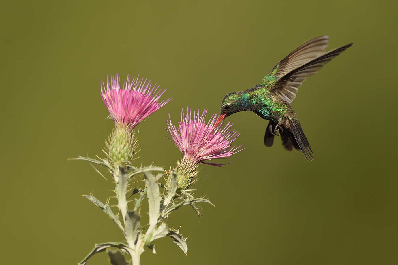 Copy of Broad-billed Hummingbird © John Crawley