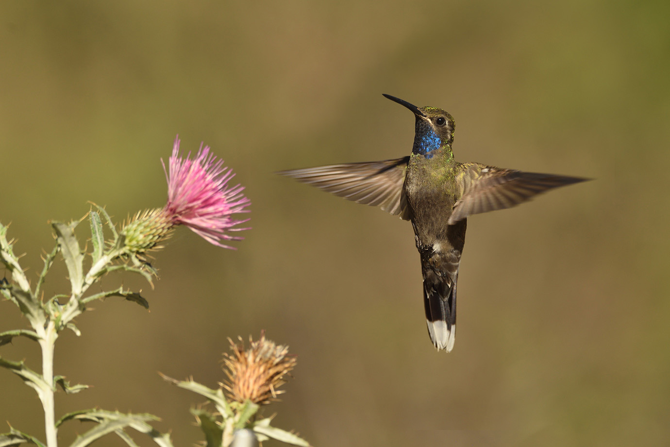 Blue-throated Hummingbird © John Crawley