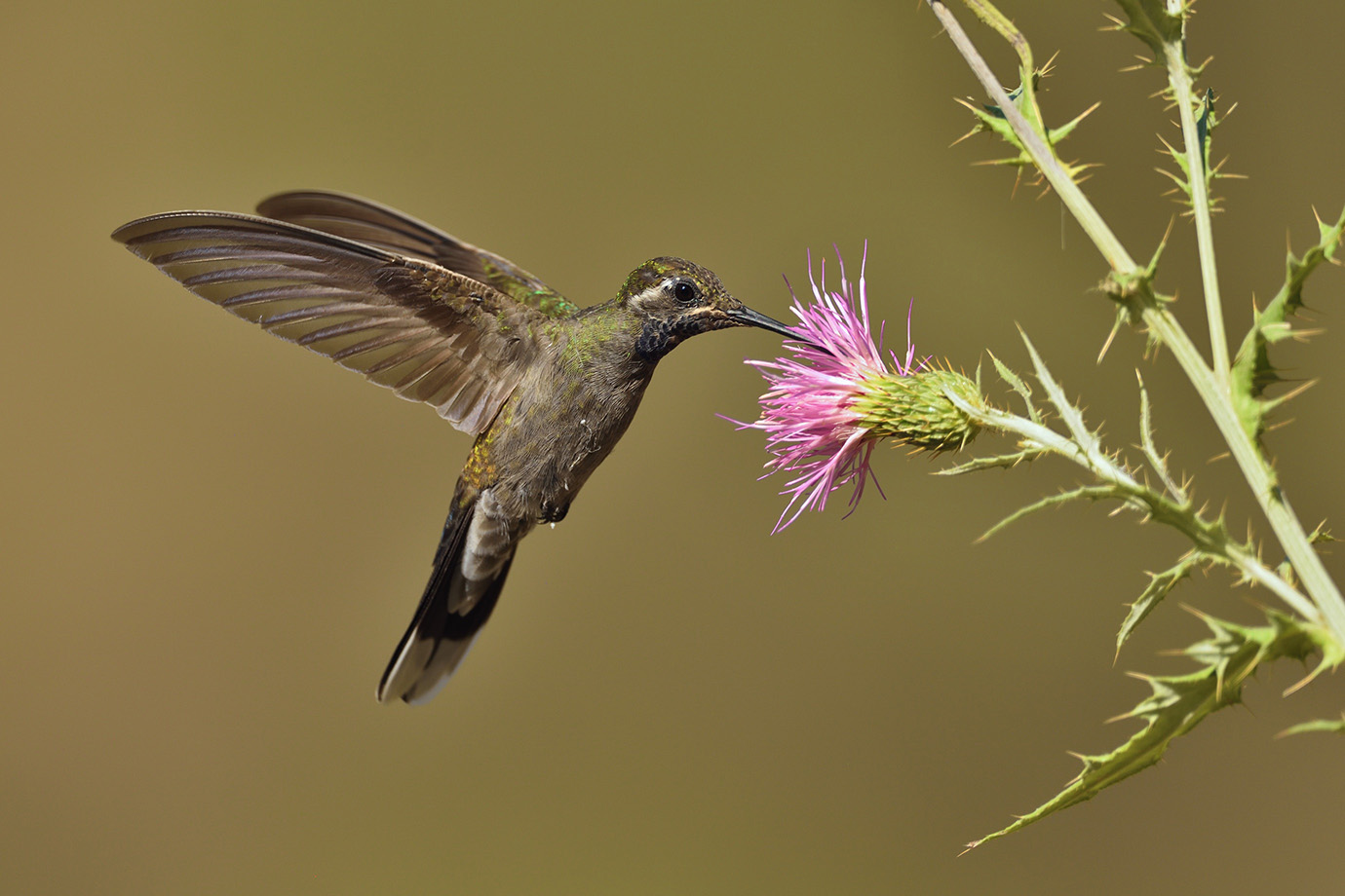 Copy of Blue-throated Hummingbird © John Crawley