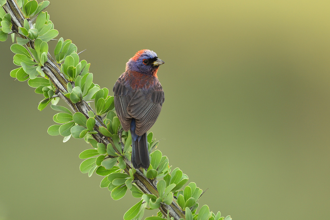 Copy of Varied Bunting © John Crawley