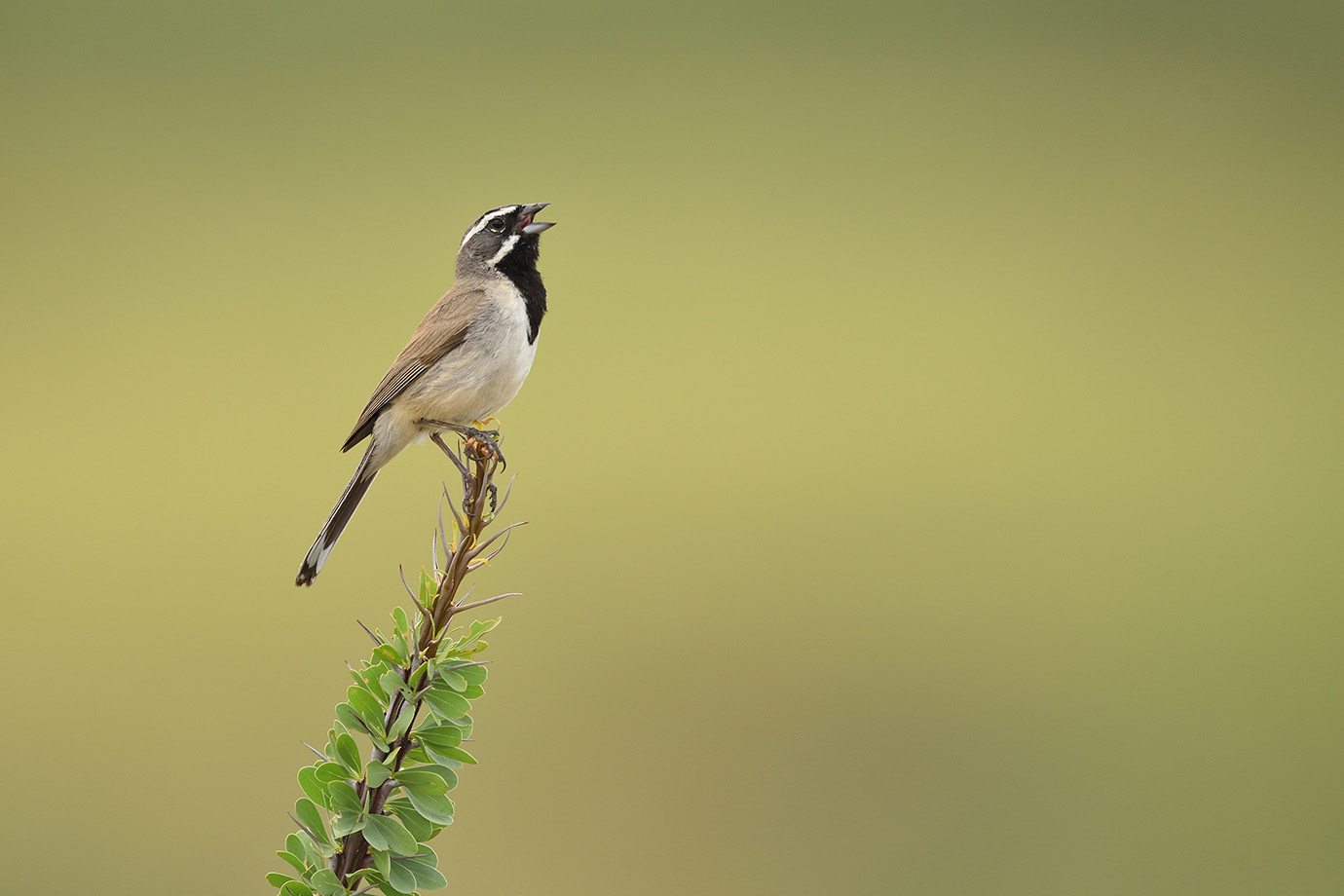 Copy of Black-throated Sparrow © John Crawley