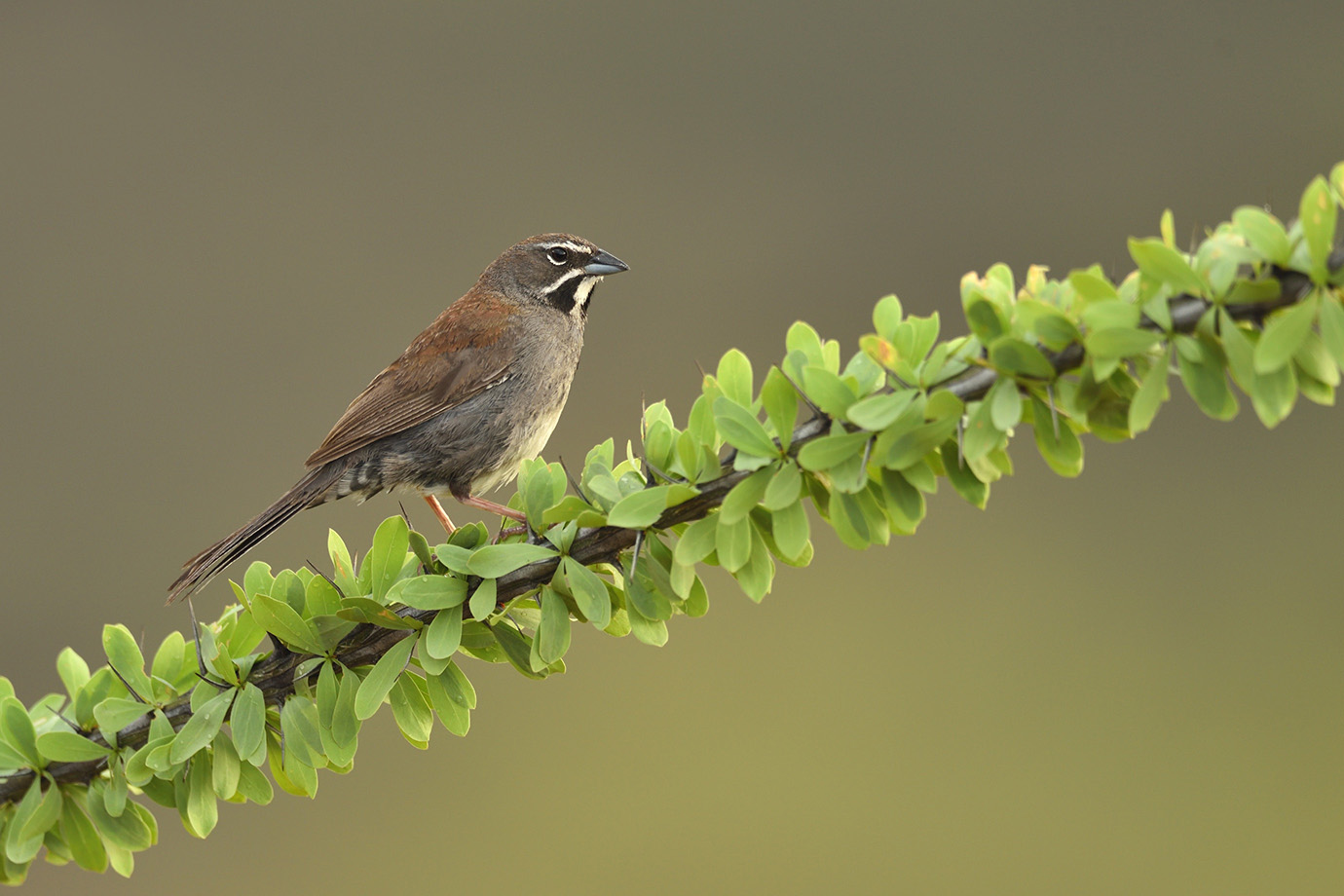 Copy of Five-striped Sparrow © John Crawley