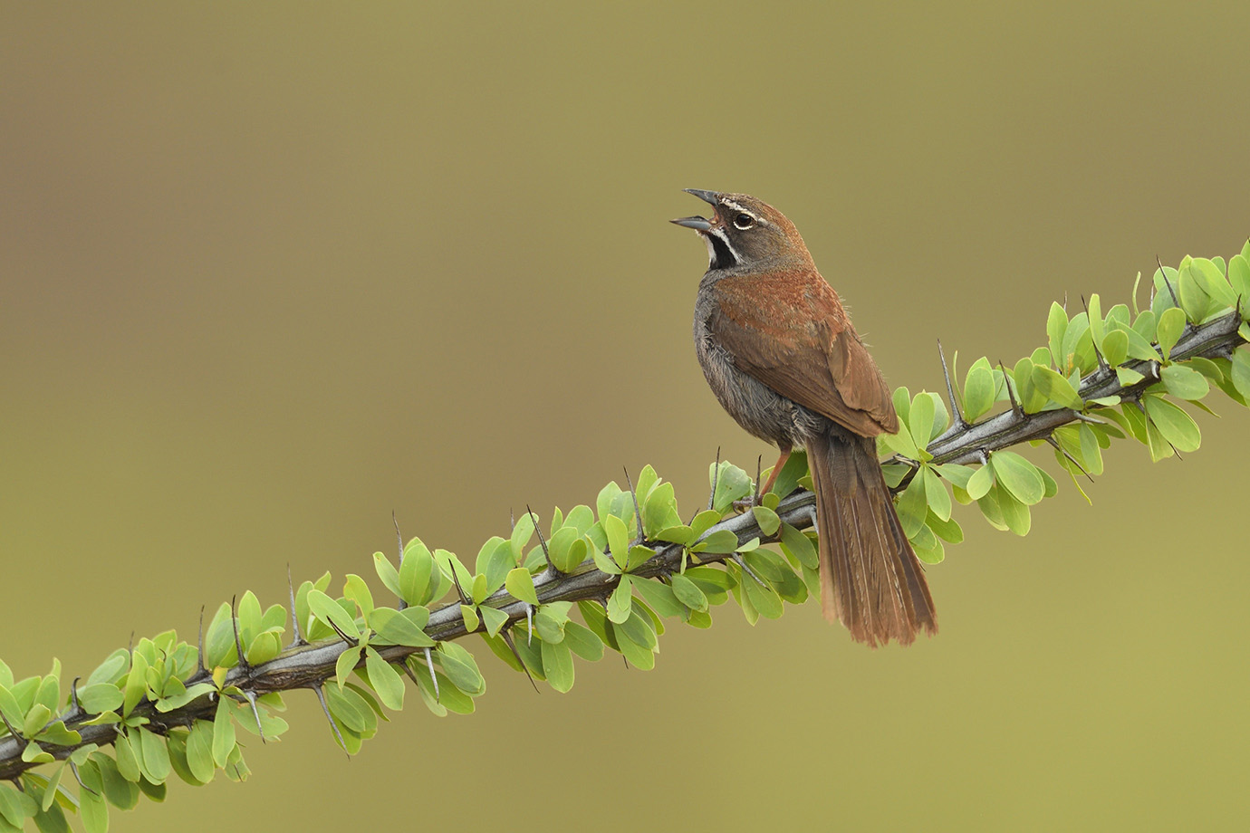 Copy of Five-striped Sparrow © John Crawley