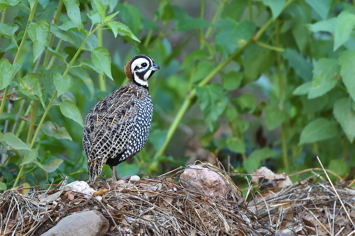 Copy of Montezuma Quail © John Crawley