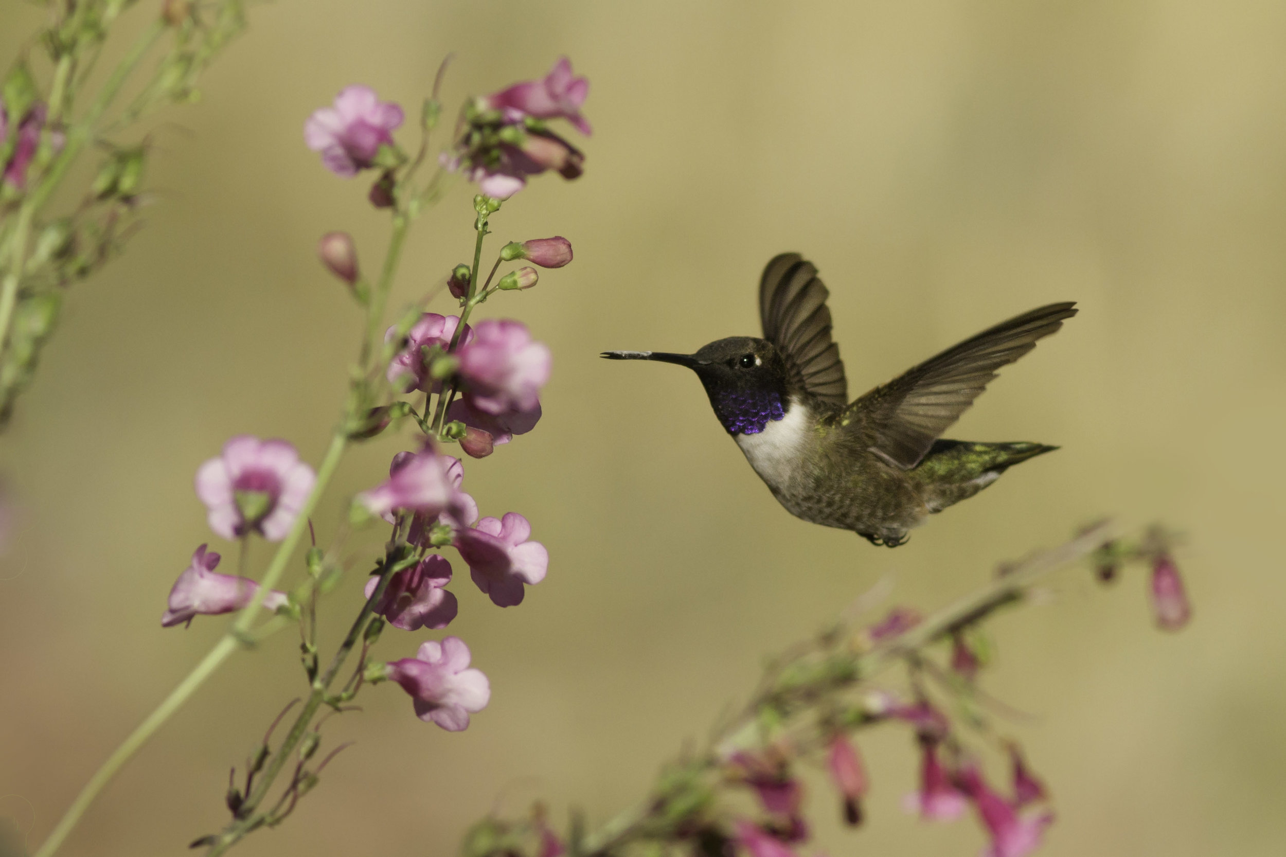 black-chinned_hummingbird_9147b.jpg