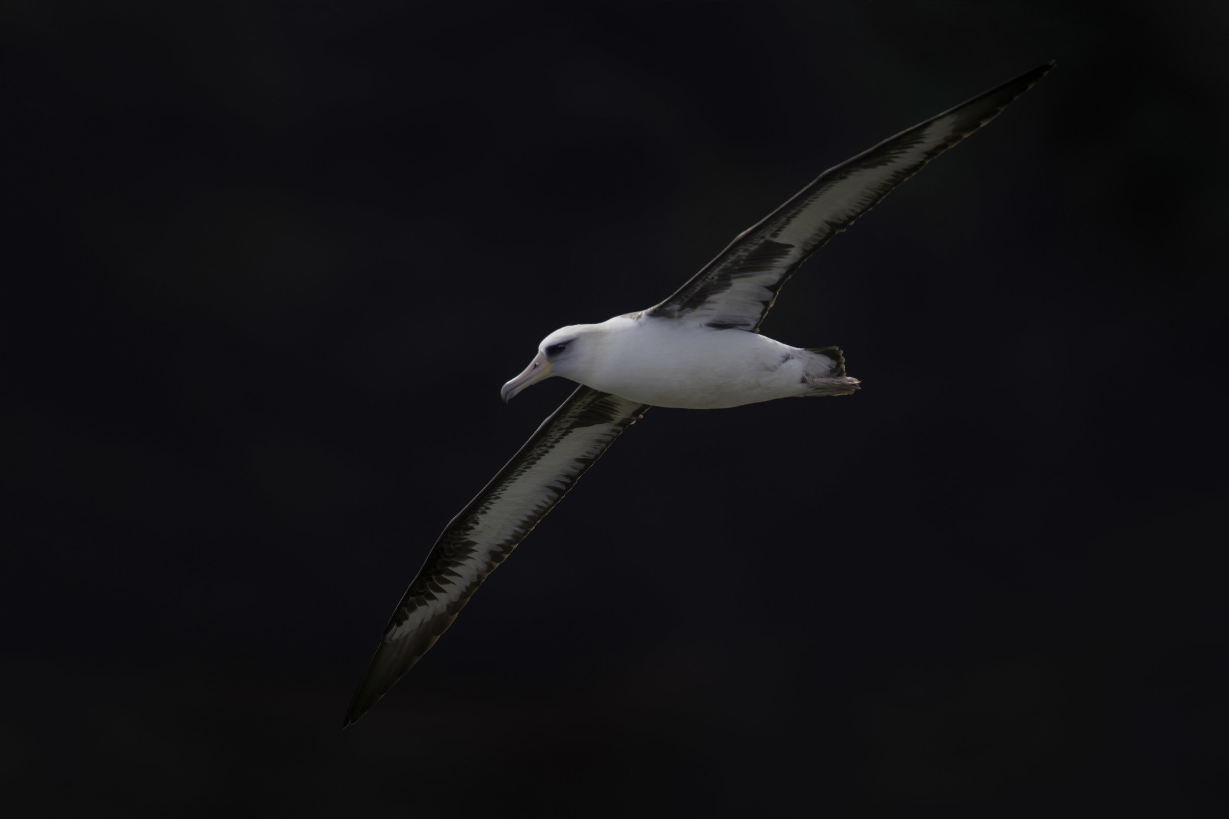 albatros_AE2R1011b.jpg