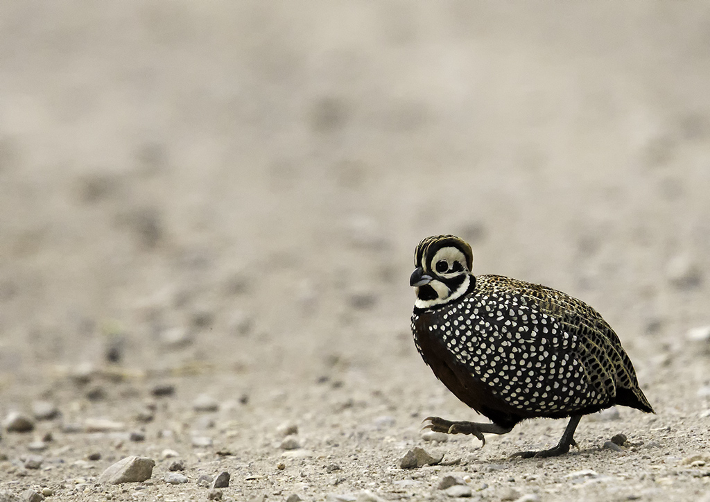 Copy of Montezuma Quail © Ken Cook