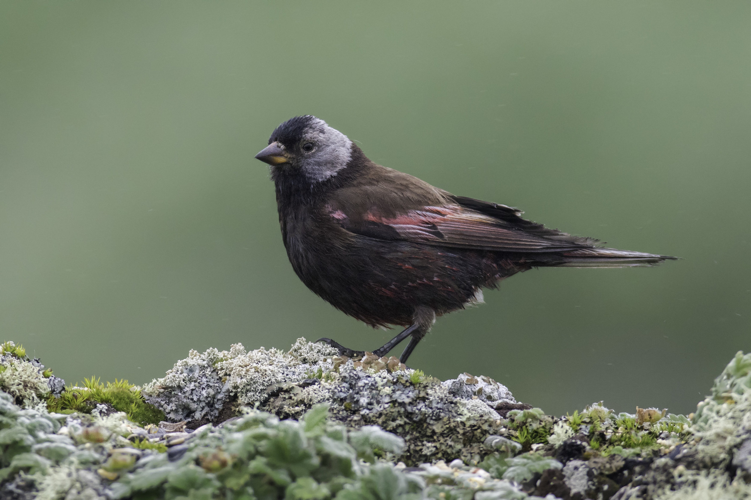 gray-crowned_rosy-finch_0R6A6816-Edit.jpg