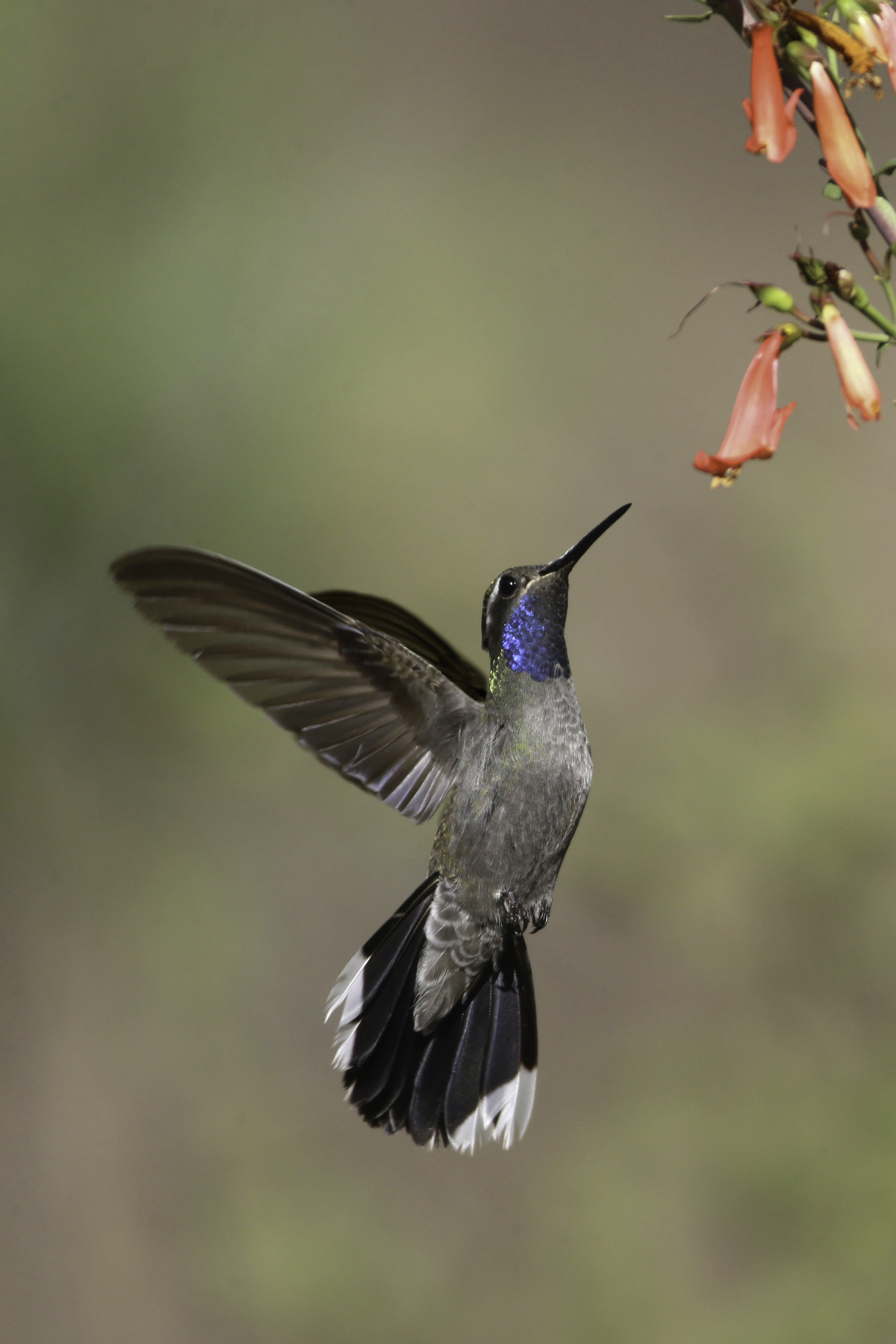 blue-throated_hummingbird_AE2R8659-Edit2.jpg