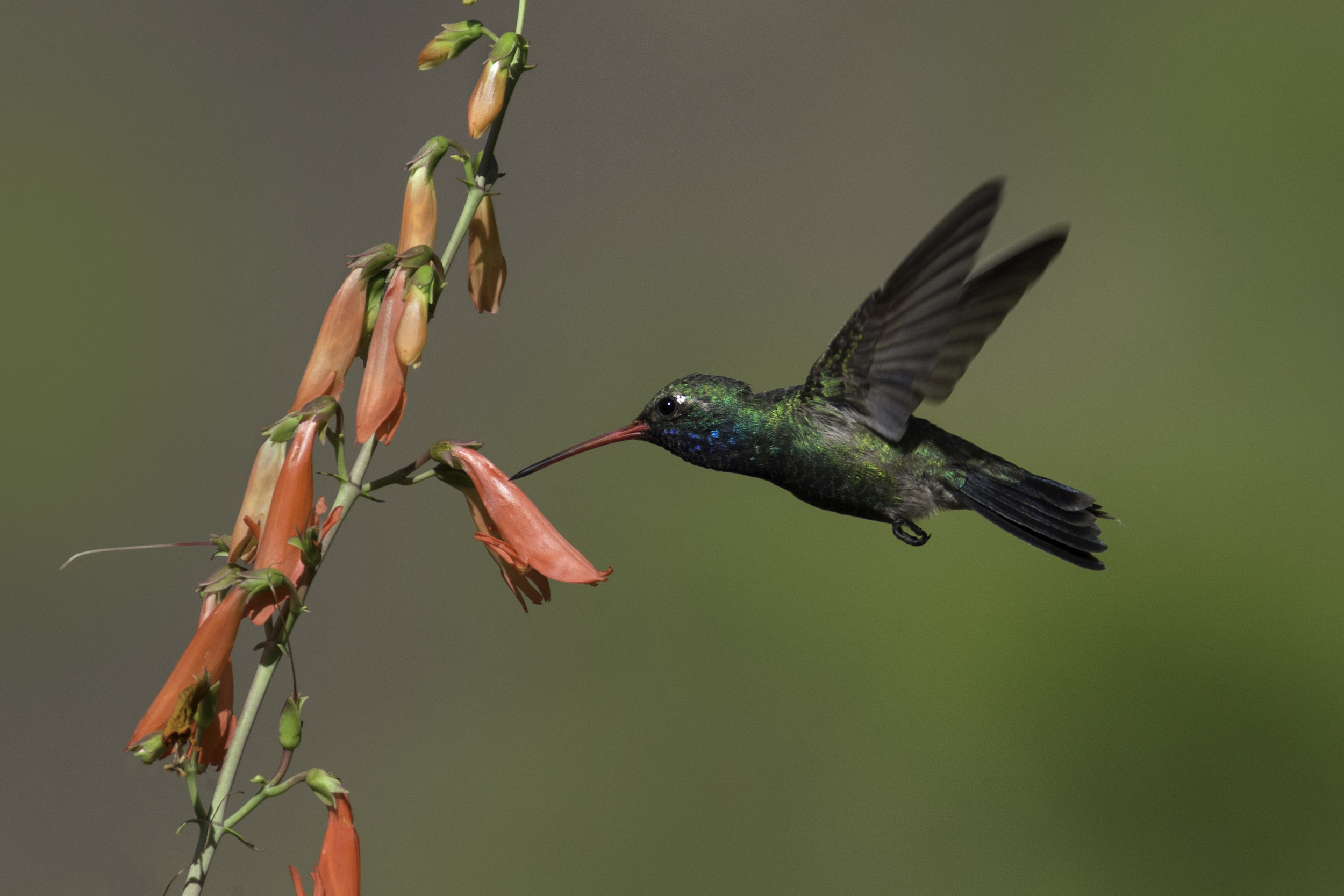 broad-billed_hummingbird_AE2R8706-Edit.jpg