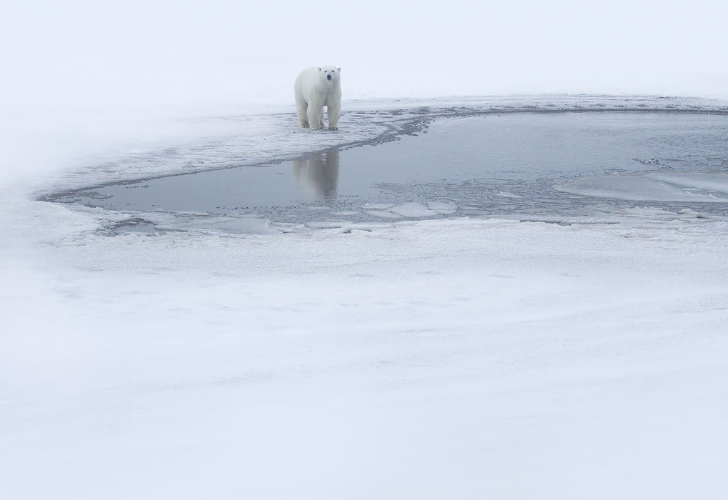 polar_bear_00450448w10.jpg