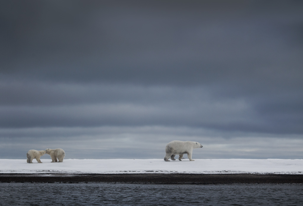 polar_bear_00459797w10.jpg