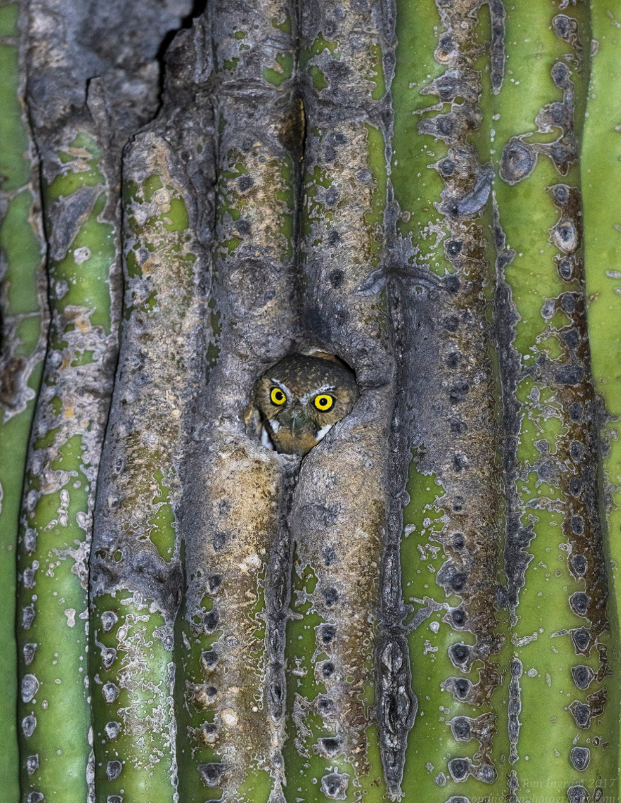 © Tom Ingram