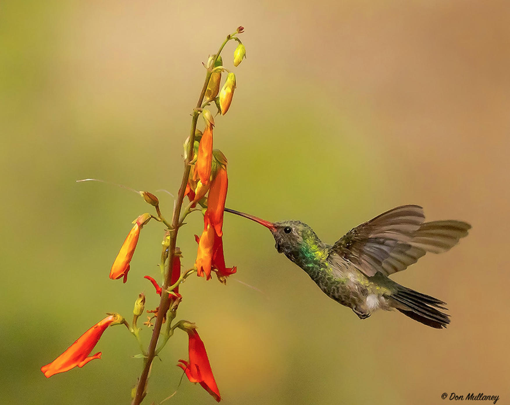 Copy of Broad-billed Hummingbird © Don Mullaney