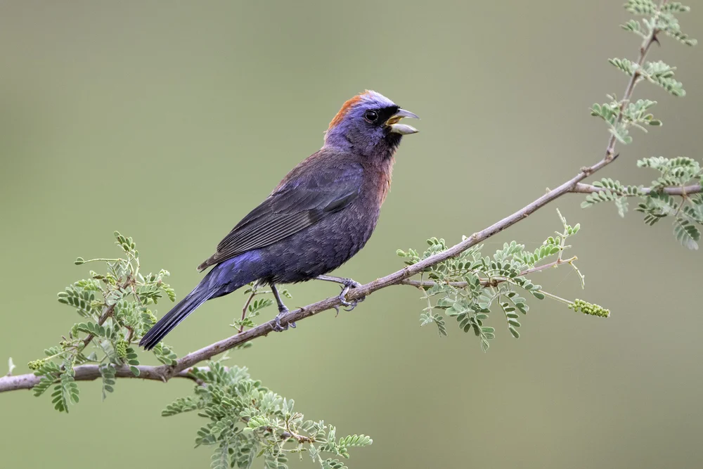 Monsoon Birds Of Arizona 2020 Tour Studebaker Studios